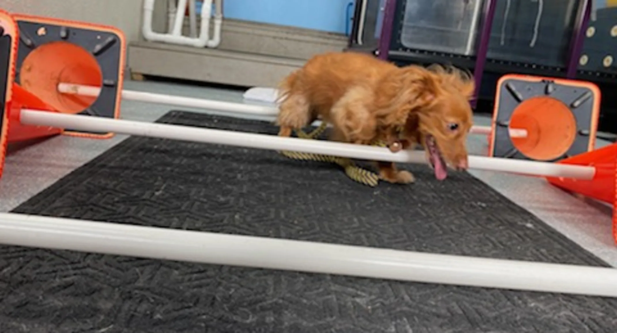 Dog getting physical therapy on rails